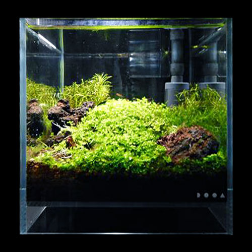 最高の品質の コダワリ03 緑の絨毯 レイアウト水槽 aquatic plants 